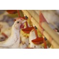 Controlul şi calitatea cărnii de pasăre